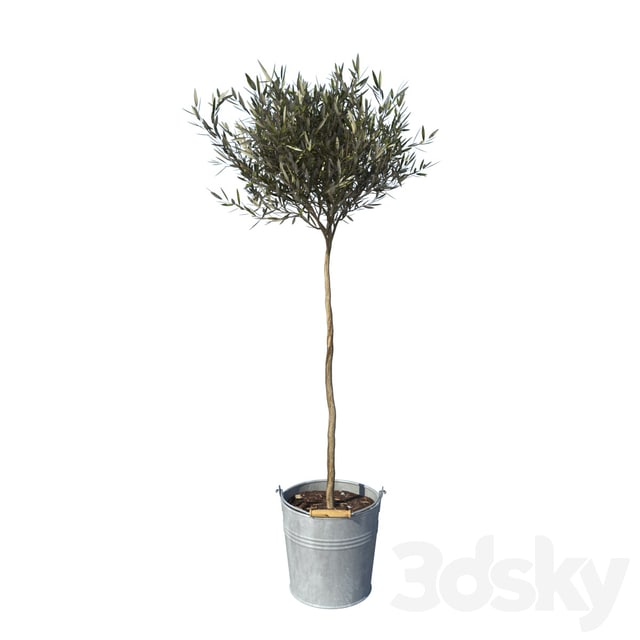 olive tree small