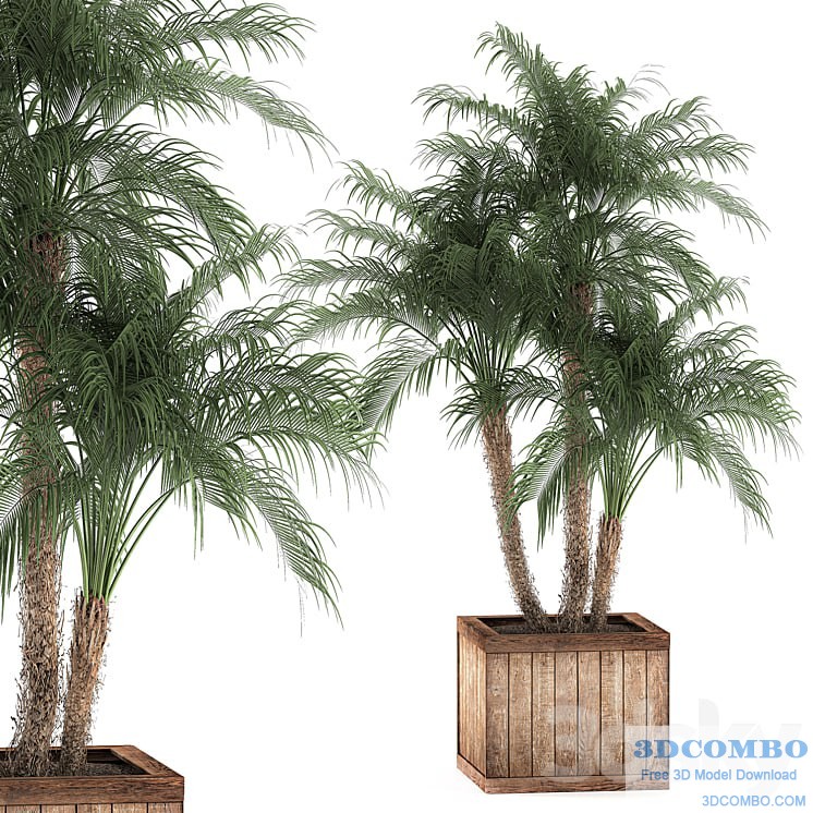 A beautiful lush small decorative palm tree in a box with a Robelin date, palm thickets. Set 621