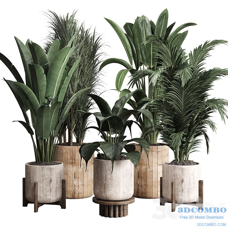 Collection indoor plant 174 pot plant ficus rubbery palm ravenala wooden vase