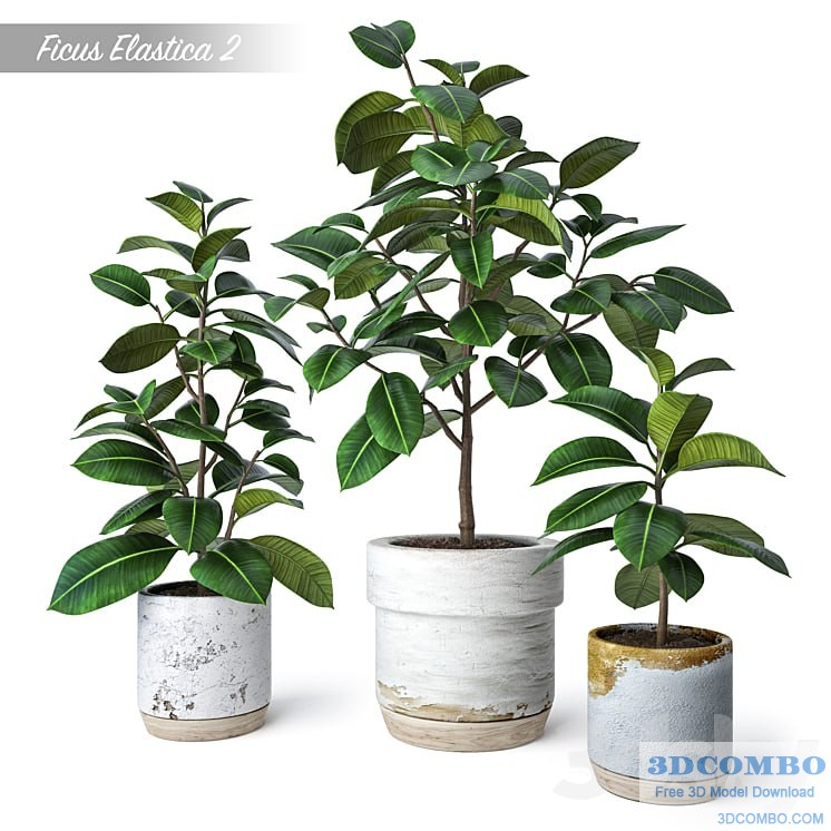Ficus Elastica 2