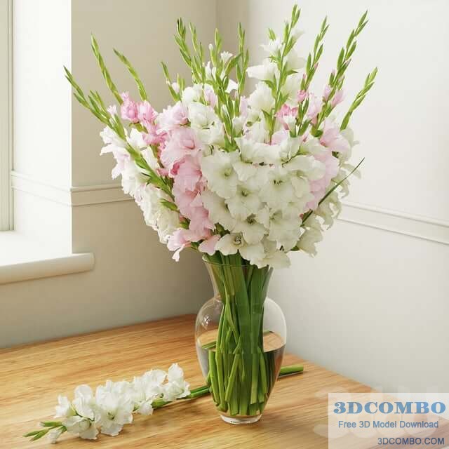 Gladiolus 3D Model