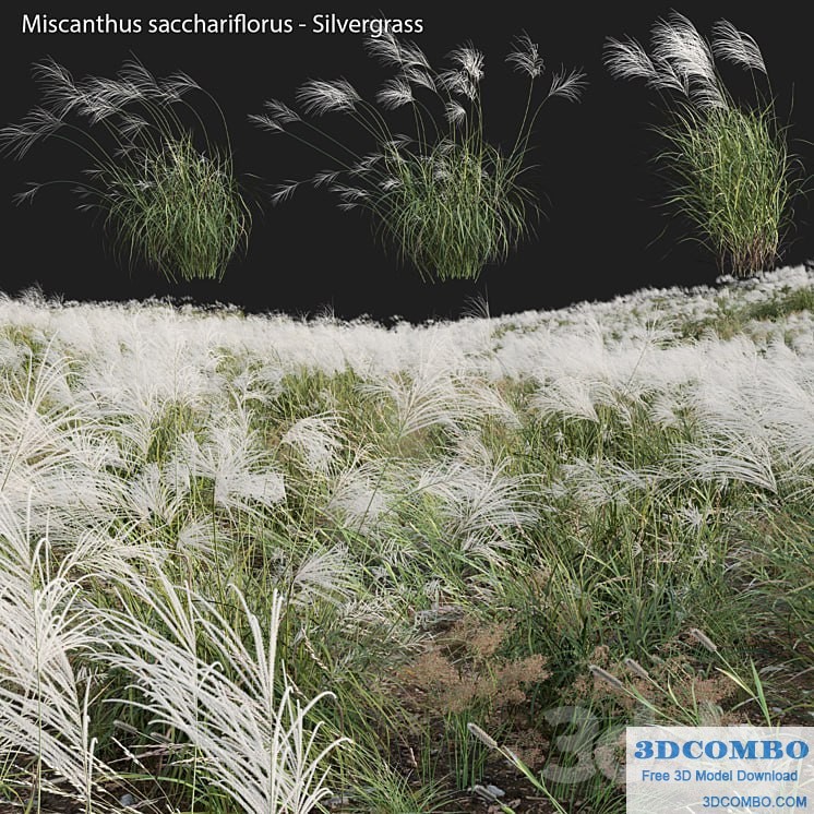 Miscanthus sacchariflorus - Silvergrass 03