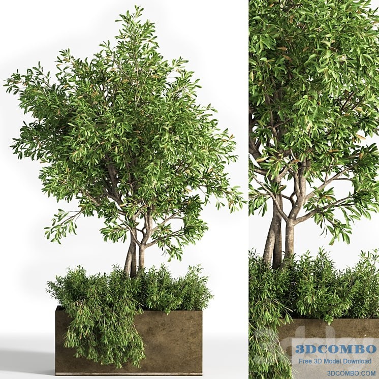 Outdoor plants tree 13