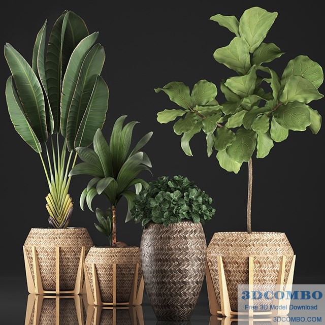 Plant Collection 348